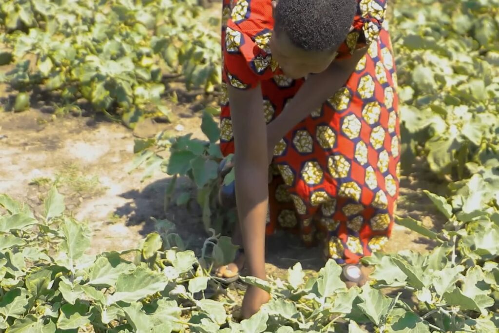 Woman working in a field with green plants.