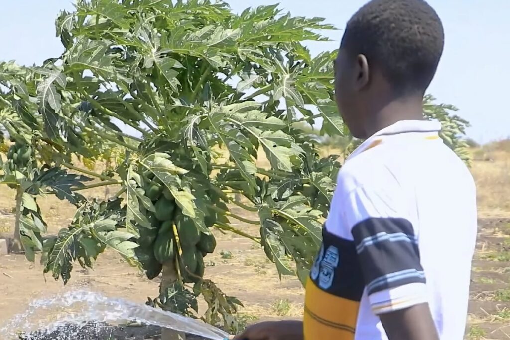 Boy watering a papaya tree in a field.