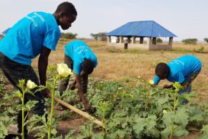 Three young people in blue shirts working in a field with green plants.