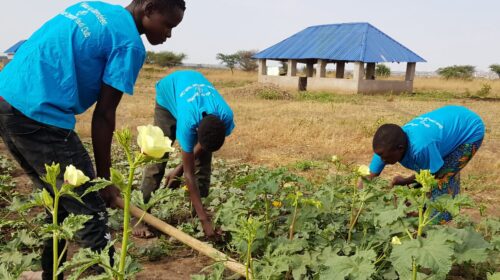 Three young people in blue shirts working in a field with green plants.