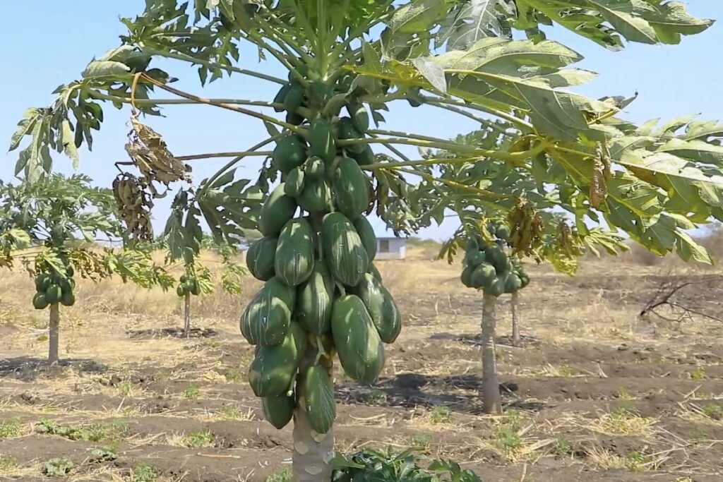 Papaya tree with multiple green papayas in a field.