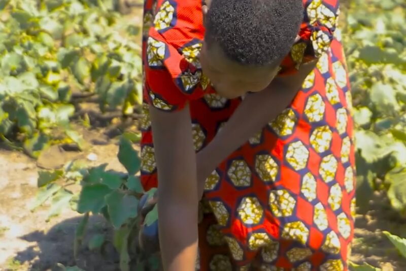 Depicts an individual working in a garden, showing the involvement in agricultural activities and self-sustaining practices within the community.