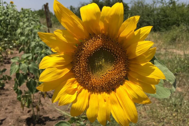 Features a sunflower in a garden, representing efforts towards sustainable agricultural practices and environmental conservation.